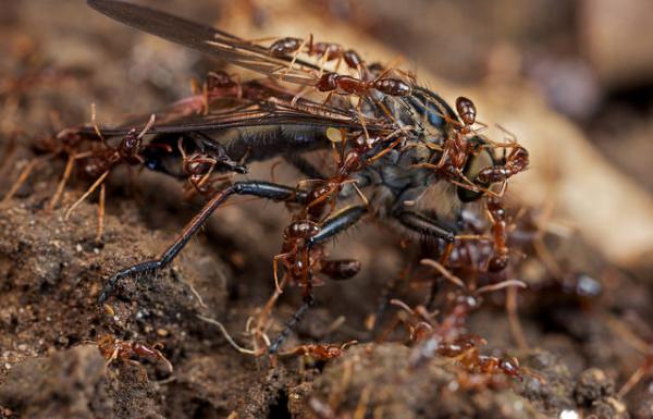 Army ants in action