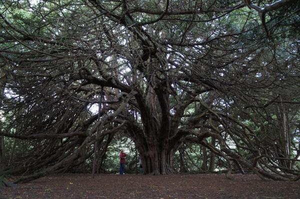 The Great Yew of Ormiston