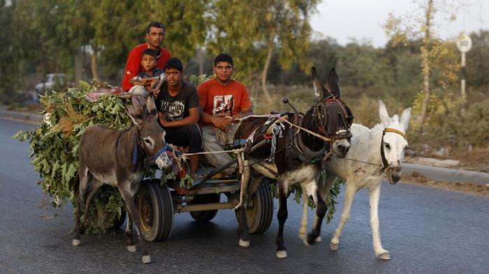  Palestinian men and children ride a donkey cart in Gaza City on Sept. 24, 2014. - MOHAMMED ABED/AFP via Getty Images 
