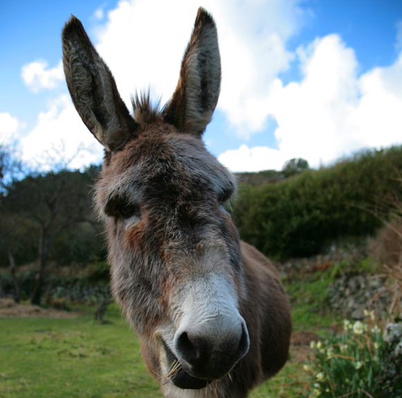Berkshire donkey. Asino del Berkshire.