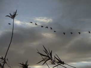 Georges Brassens: Les oiseaux de passage