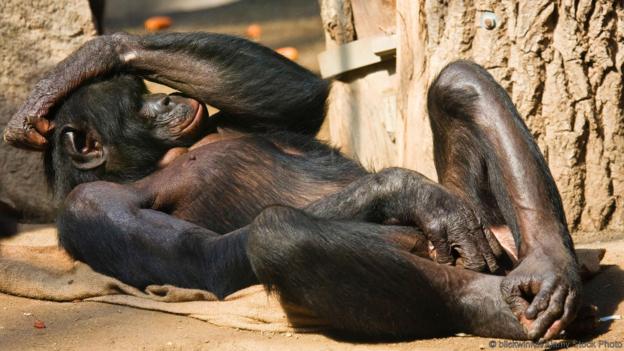   This bonobo is doing what you think it's doing (Credit: blickwinkel/Alamy Stock Photo)