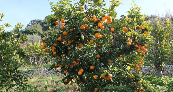 portokalies