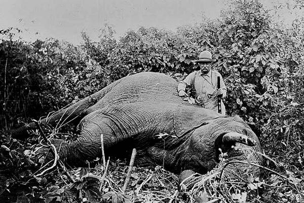  ‎Il presidente americano Teddy Roosevelt a caccia di elefanti