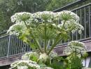 The Return Of The Giant Hogweed