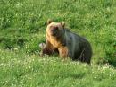 Storia dell'orso Bruno