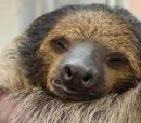 Martino Vaona: Una vita da bradipo