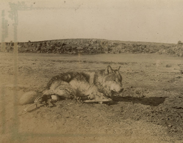 ‎Lobo catturato, 31 gennaio 1894‎
