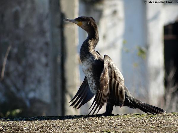 Giovane Cormorano, Lago ex snia, 08 dicembre 2014