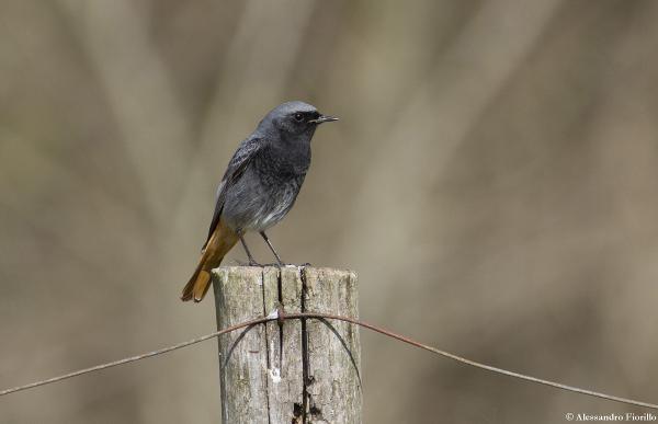 Codirosso spazzacamino maschio