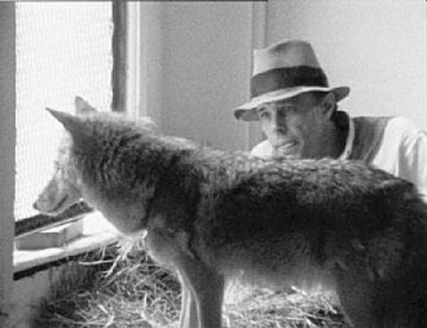Joseph Beuys con il coyote selvatico, protagonisti dell’installazione “I like America and America likes me”, Broadway, NY, 1974