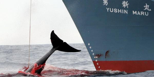 La famigerata baleniera giapponese Yushin Maru in azione