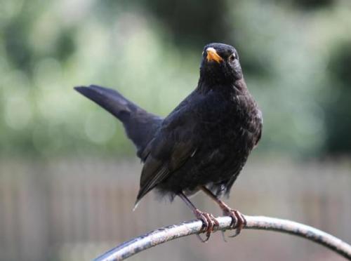 Blackbird, il merlo