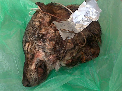 Monti Sibillini, Appennino umbro-marchigiano, 2011