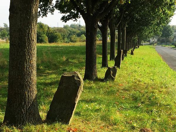 Le querce di Joseph Beuys