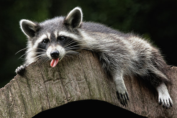 B.B. esausto dopo l’ennesimo incontro con il commercialista...