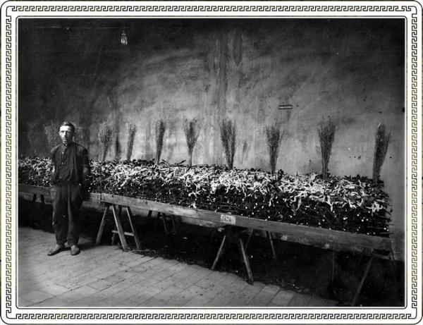 Coltivazione dei bachi da seta, 1929
