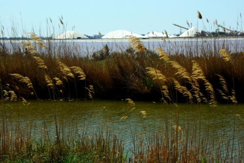 Le paludi di Peccais e, in ‎lontananza, le saline di Aigues-Mortes‎