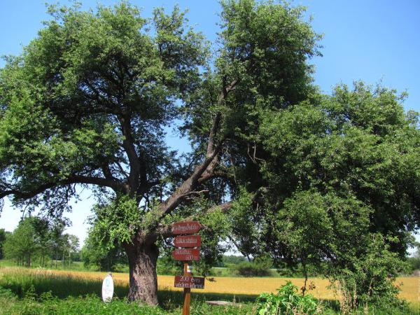 Il pero di Gyöngyös