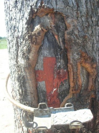 L&rsquo;albero accanto al quale cadde il bandito Isidro Vel&aacute;zquez