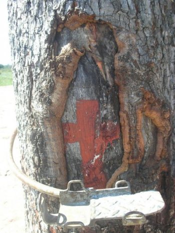 L&rsquo;albero accanto al quale cadde il bandito Isidro Vel&aacute;zquez