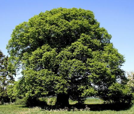 Albero di tiglio