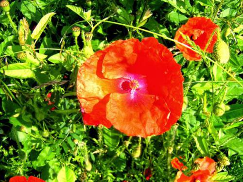 Comme Un Petit Coquelicot