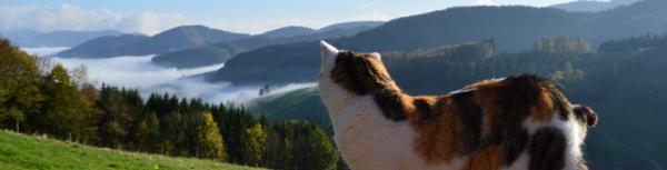 Schwarzwald und Katze