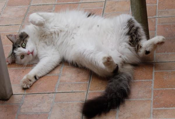 Le matin, je m'éveille en chantant