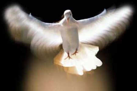 Kleine wei&szlig;e Friedenstaube - Piccola colomba bianca della pace