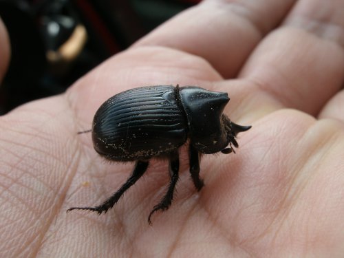 Don Durito della Lacandona