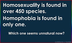Homophobia