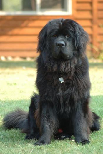 Newfoundland dog/Terranova