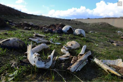 Fossa comune a Şengal credit: Alfred Yaghobzadeh