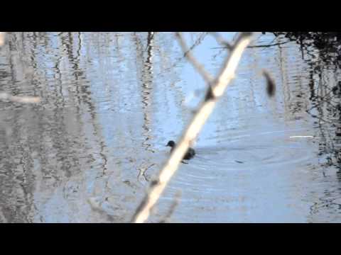 Tuffetto sul lago ex Snia