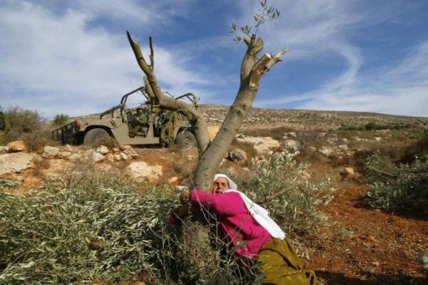 Mahfoza Oud, palestinese di 60 anni, piange e abbraccia il suo ulivo nel villaggio di Salem, in Cisgiordania, dopo che le forze israeliane lo hanno tagliato nel novembre 2005 (AFP)