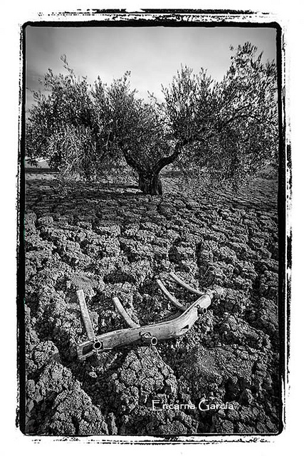  ‎Andaluces de Jaén‎