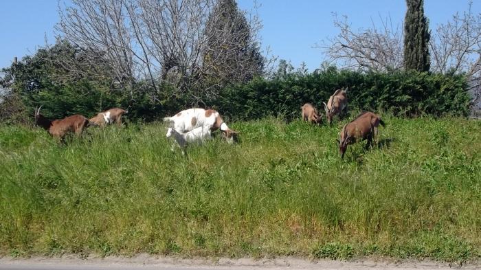 Un capretto [Dona, dona]