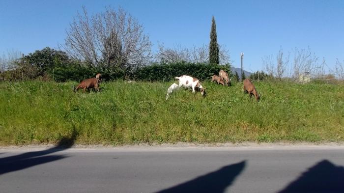 L'inutile e lunga strada.