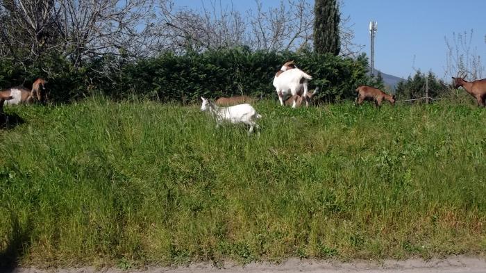 Un capretto. Questa è la sua pagina!