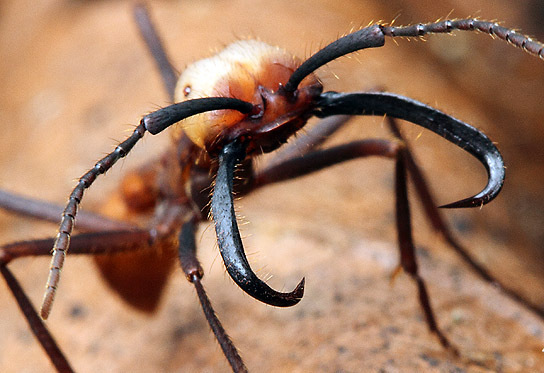 Army ant Army Ant Pictures Army Ant Pictures Army ant