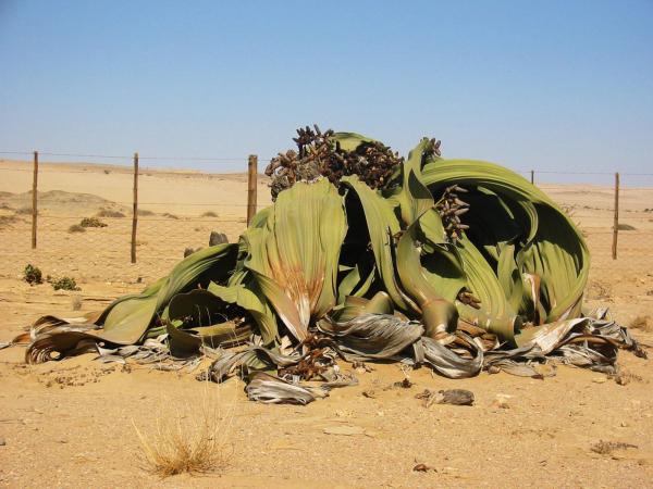 The Big Welwitschia, l'esemplare più grosso conosciuto di welwitschia mirabilis: 1,40 m di altezza e 4 m di diametro di millenaria bruttezza.