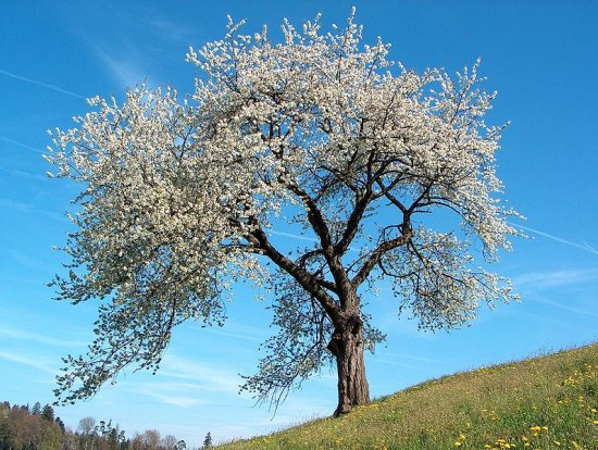 ciliegio in fiore