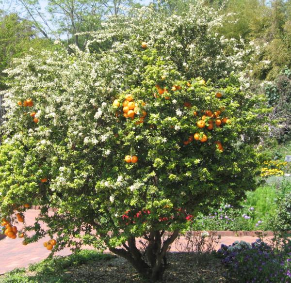 Νεραντζούλα