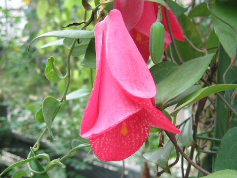 Lapageria rosea.