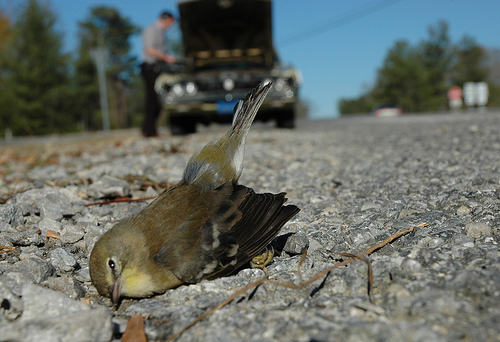 crashed dead bird
