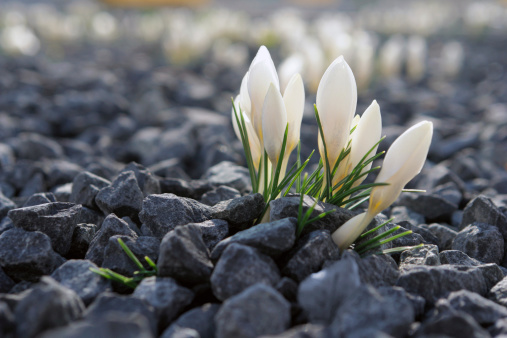 crocus
