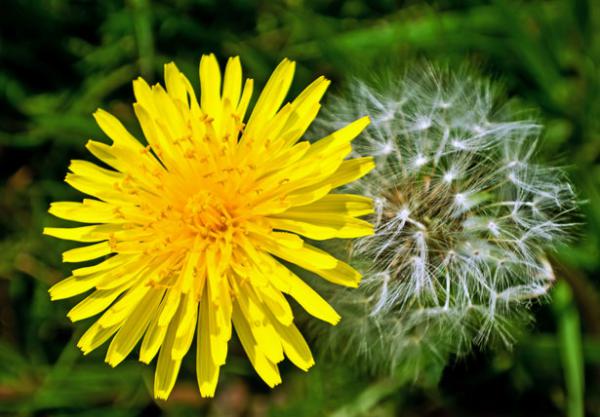 Dandelion