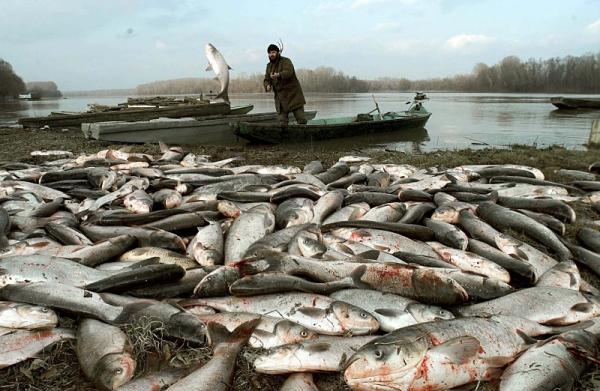 Durante il disastro ecologico, un uomo delle squadre di soccorso rimuove una desolante quantità di pesci morti dal Danubio