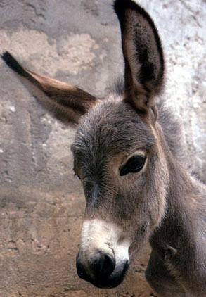 donkey